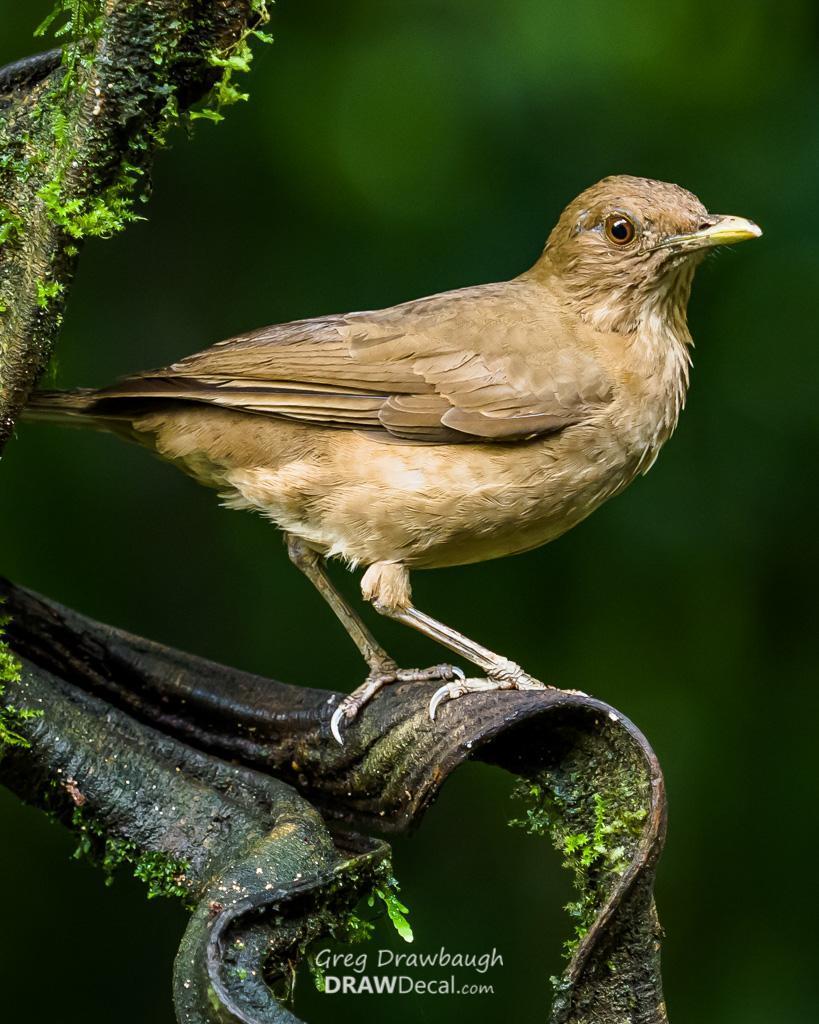 Clay-colored Thrush Photo by Greg Drawbaugh