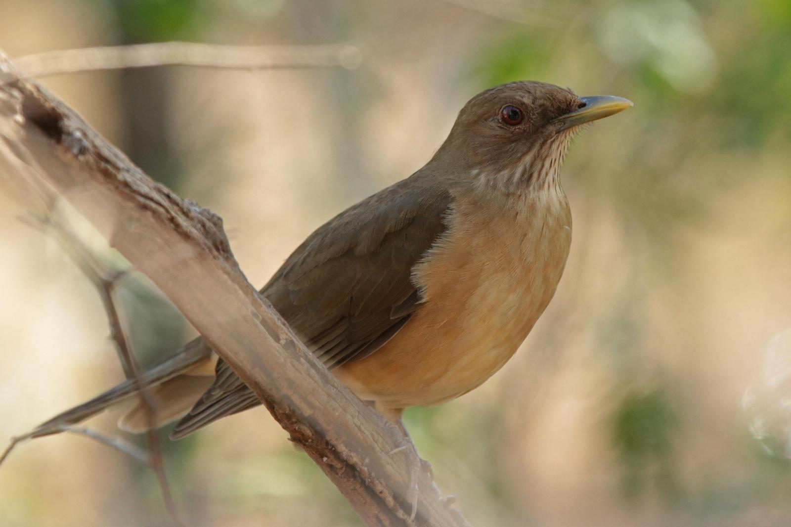 Clay-colored Thrush Photo by Kristy Baker