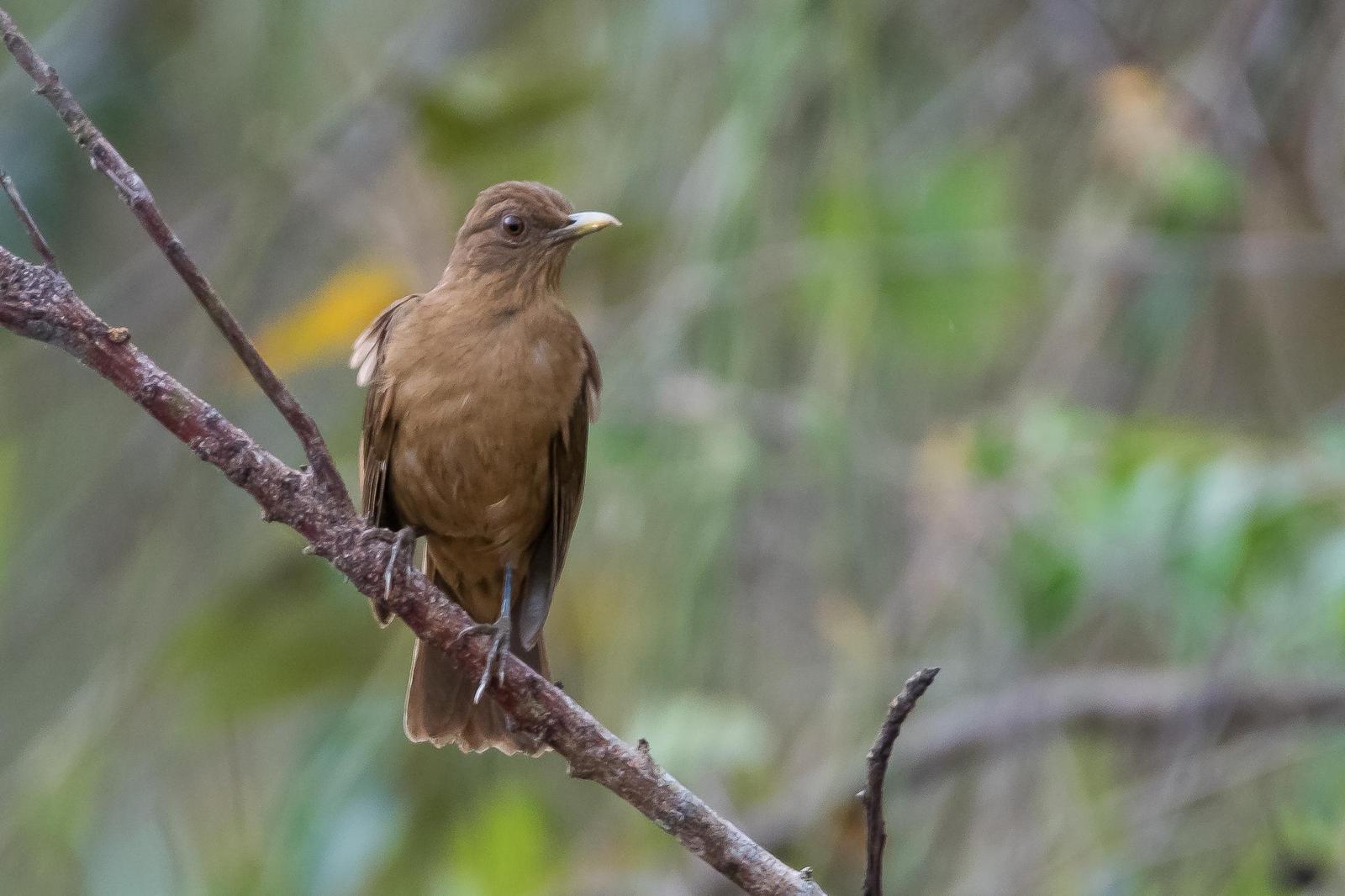 Clay-colored Thrush Photo by Gerald Hoekstra