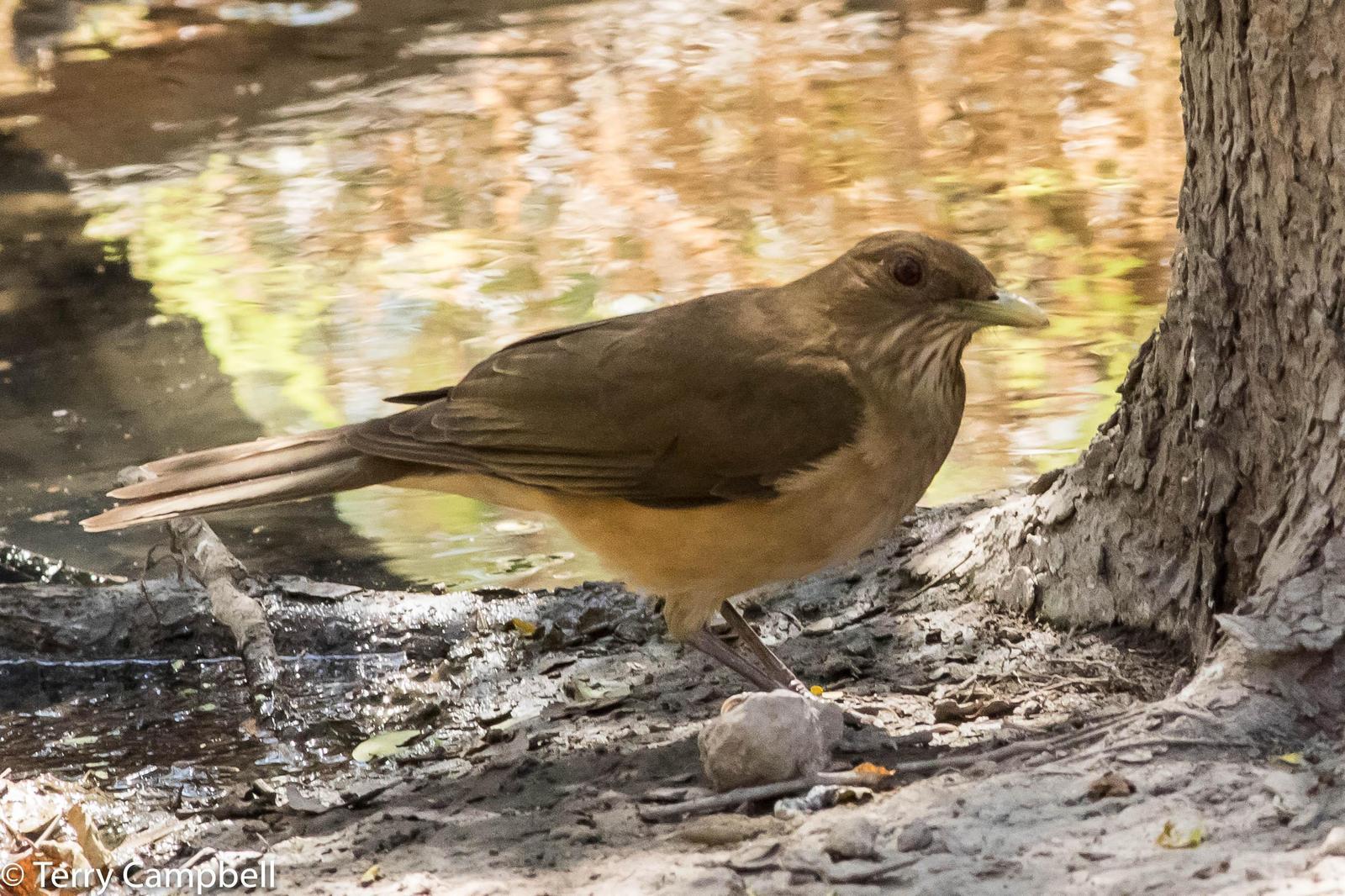 Clay-colored Thrush Photo by Terry Campbell