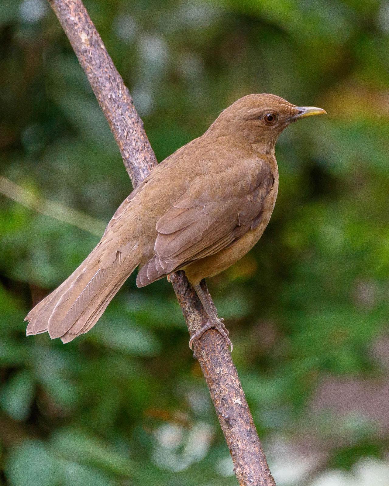 Clay-colored Thrush Photo by Denis Rivard