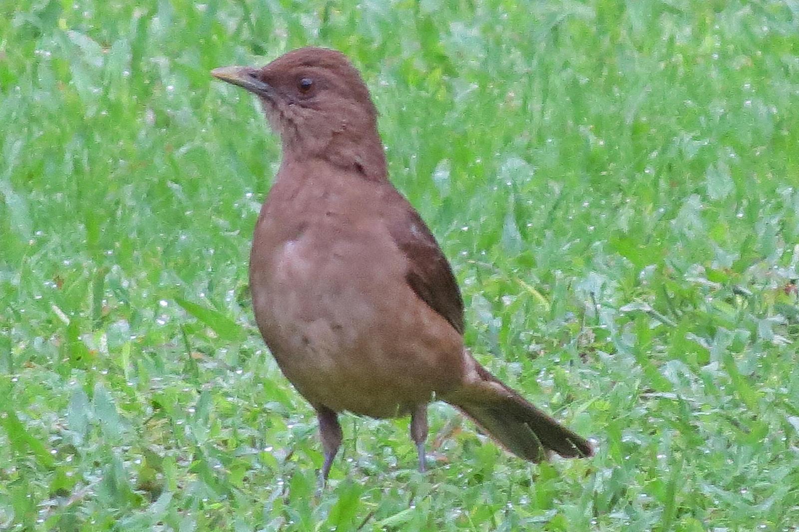 Clay-colored Thrush Photo by Enid Bachman
