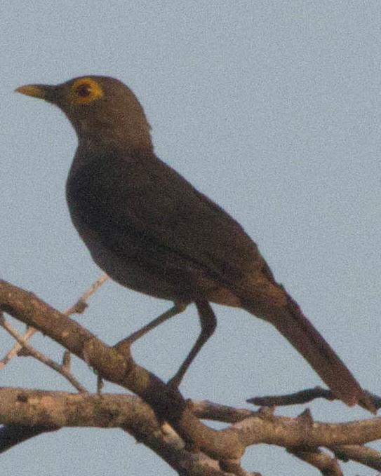 Spectacled Thrush Photo by Jeff Gerbracht