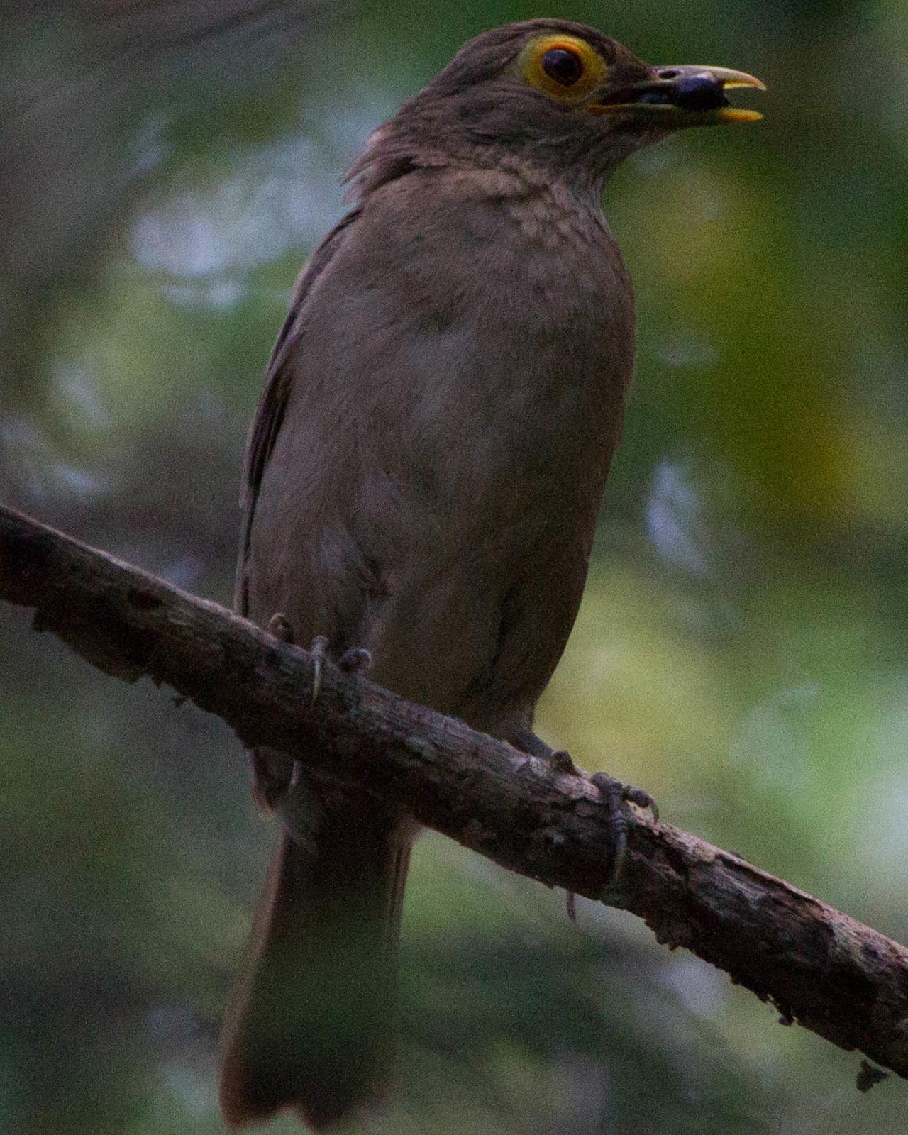 Spectacled Thrush Photo by Jeff Gerbracht