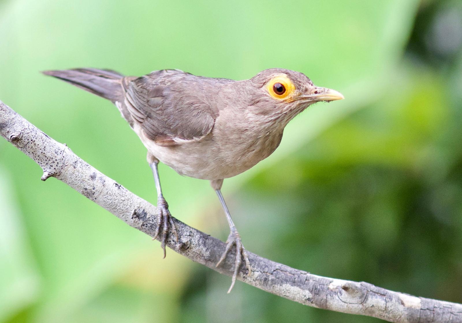 Spectacled Thrush Photo by Andre  Moncrieff
