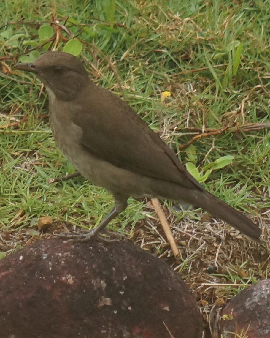 Black-billed Thrush Photo by Robin Oxley