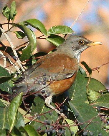 Rufous-backed Robin Photo by Andrew Core