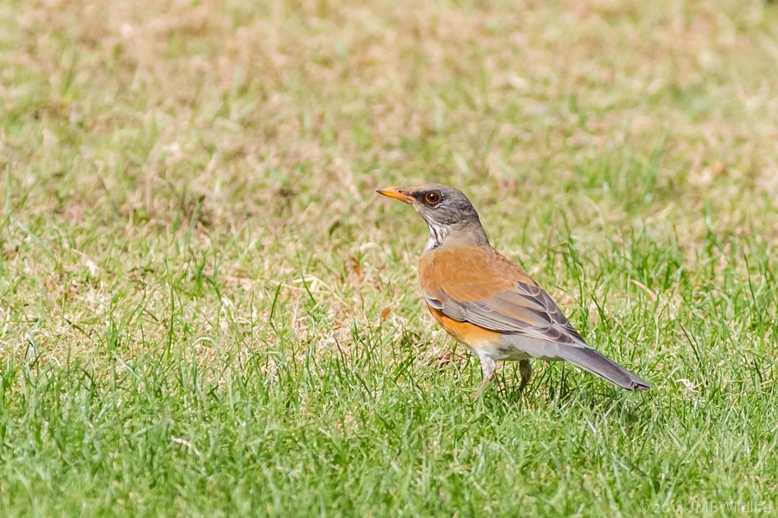 Rufous-backed Robin Photo by Jeff Bray