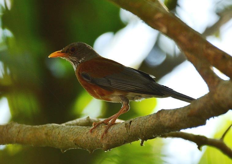 Rufous-backed Robin Photo by Gustavo Fernandez