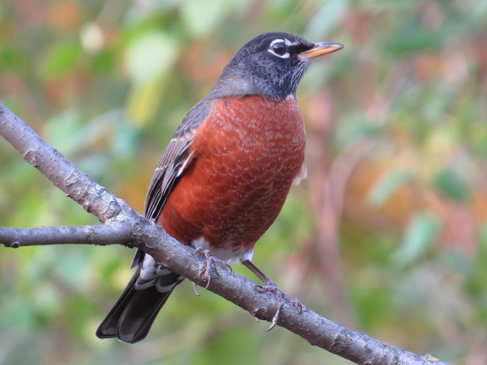 American Robin Photo by Kathy Wooding
