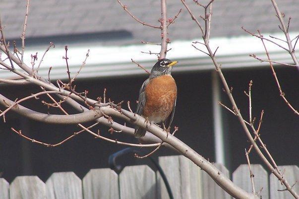 American Robin Photo by Mike Ballentine