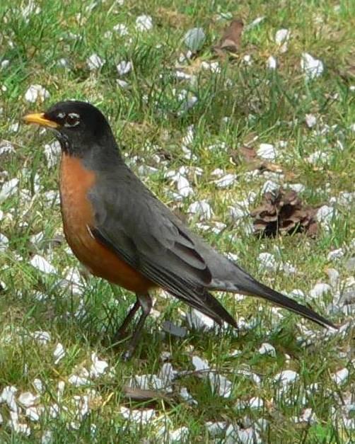 American Robin Photo by Peter Lowe