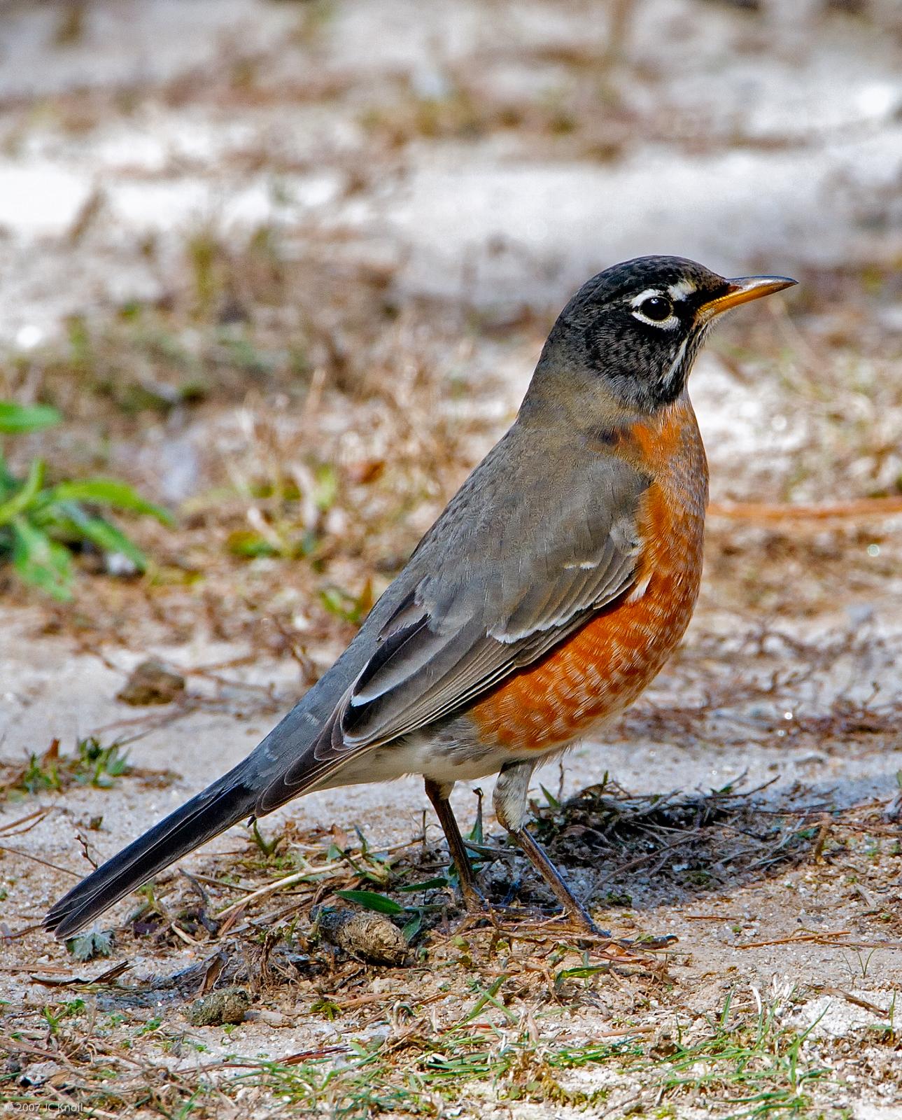 American Robin (migratorius Group) Photo by JC Knoll