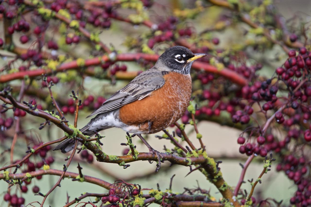 American Robin (Western) Photo by Brian Avent