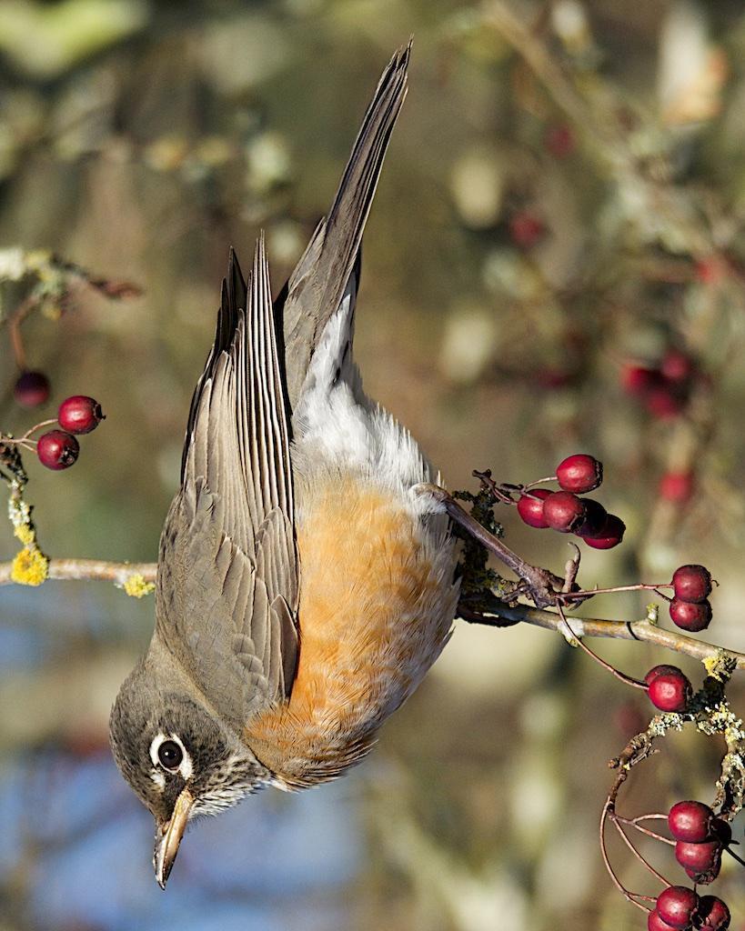 American Robin (Western) Photo by Brian Avent