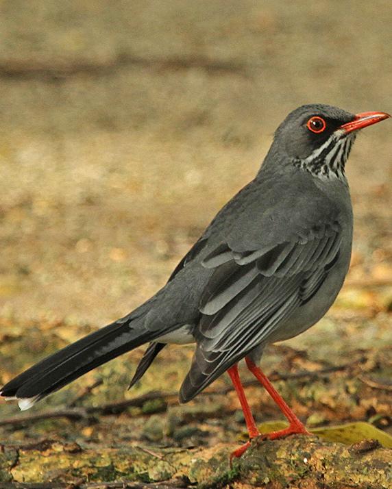 Red-legged Thrush Photo by Alexander Viduetsky