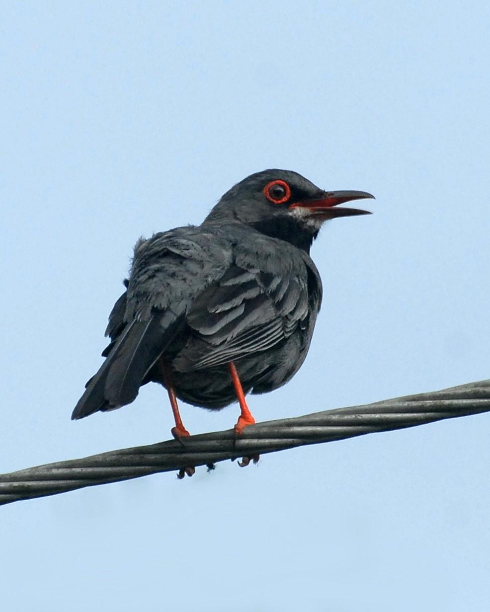 Red-legged Thrush Photo by David Hollie