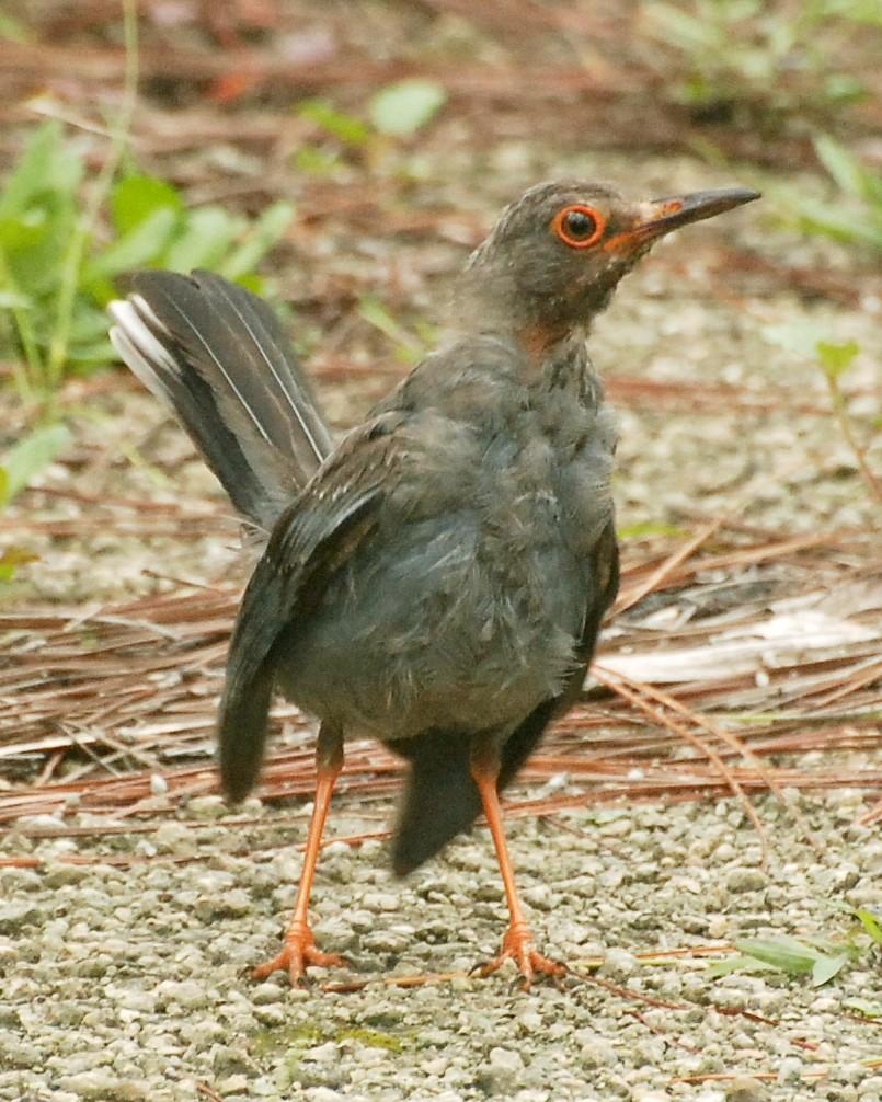 Red-legged Thrush Photo by David Hollie