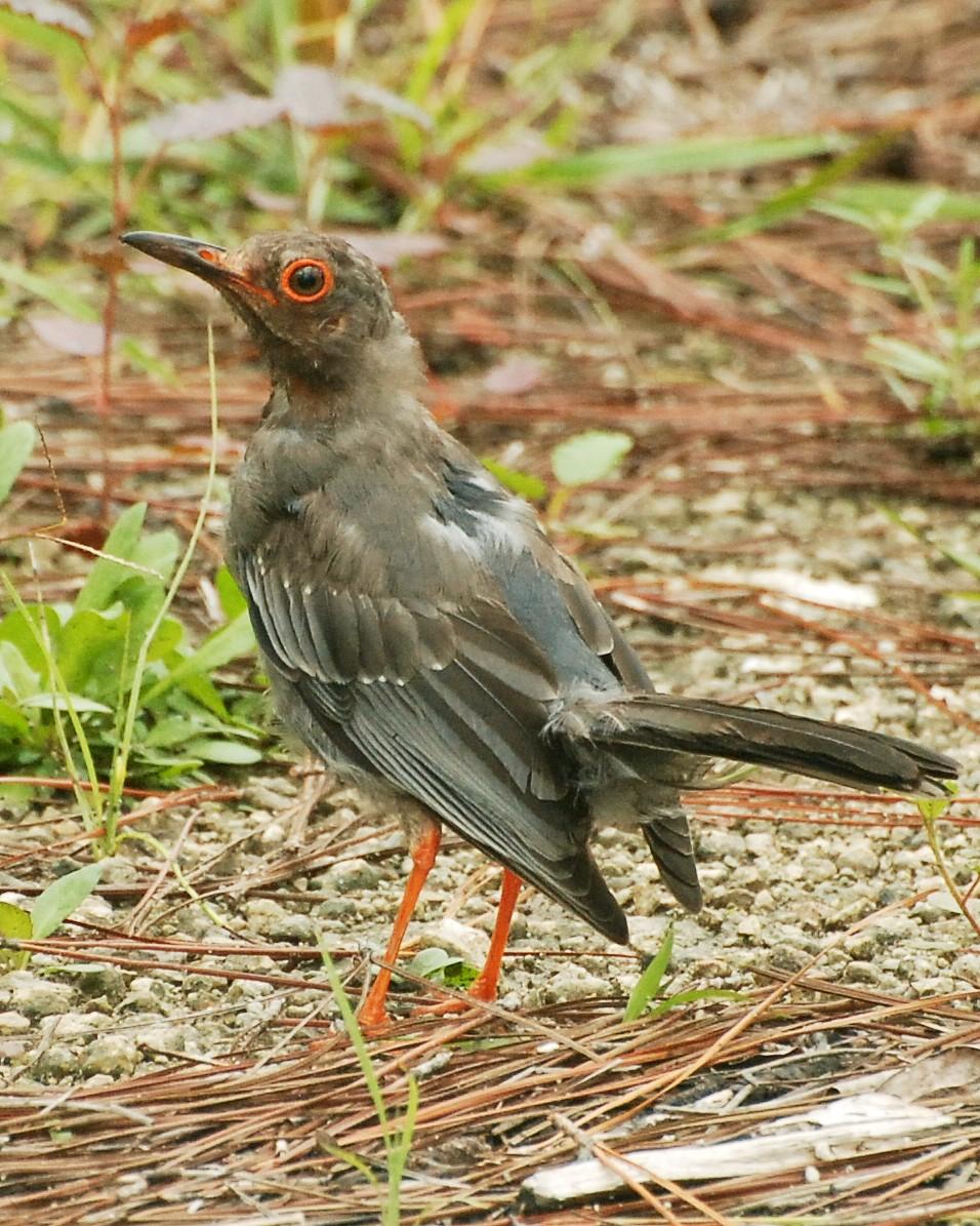 Red-legged Thrush Photo by David Hollie