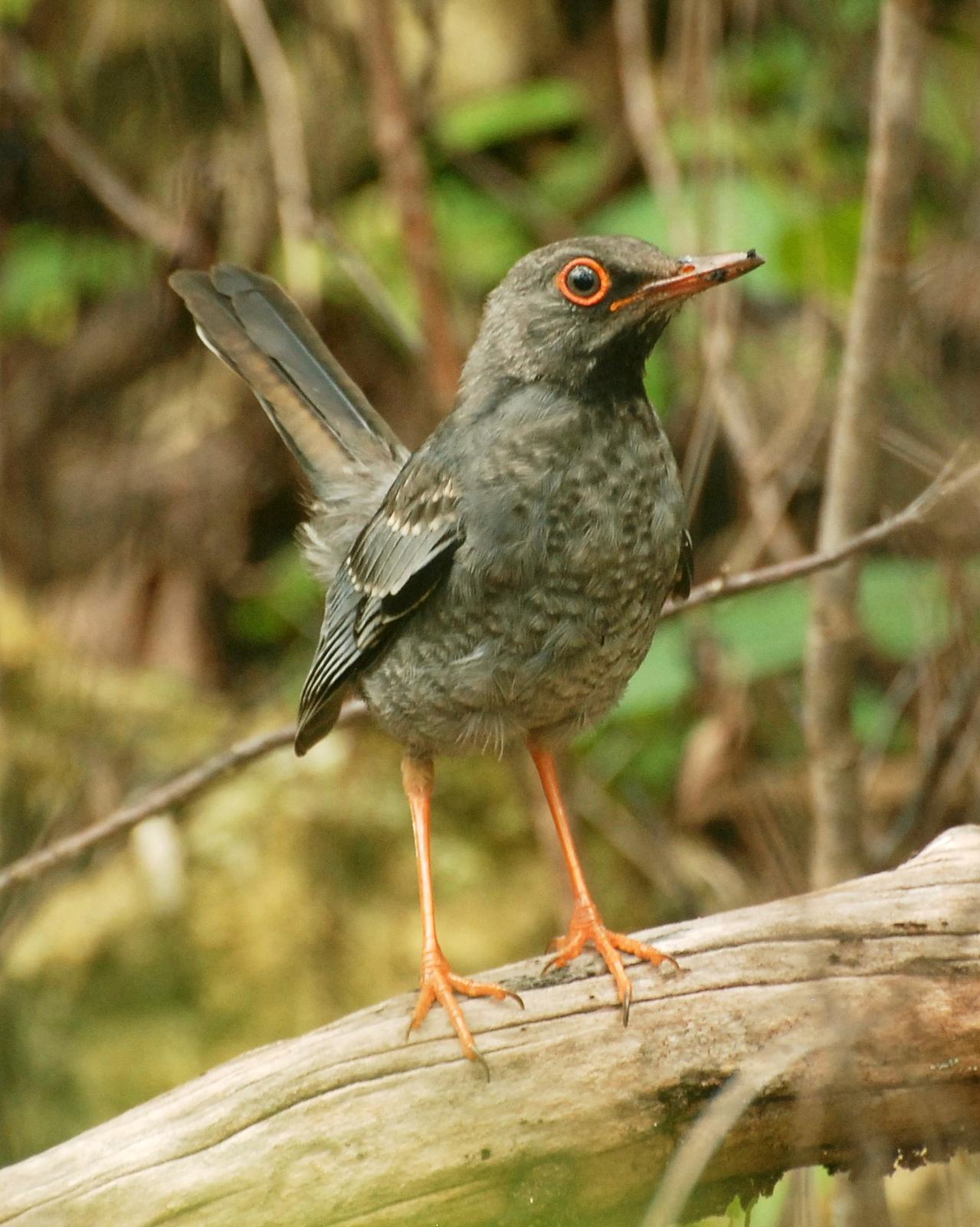 Red-legged Thrush Photo by David Hollie