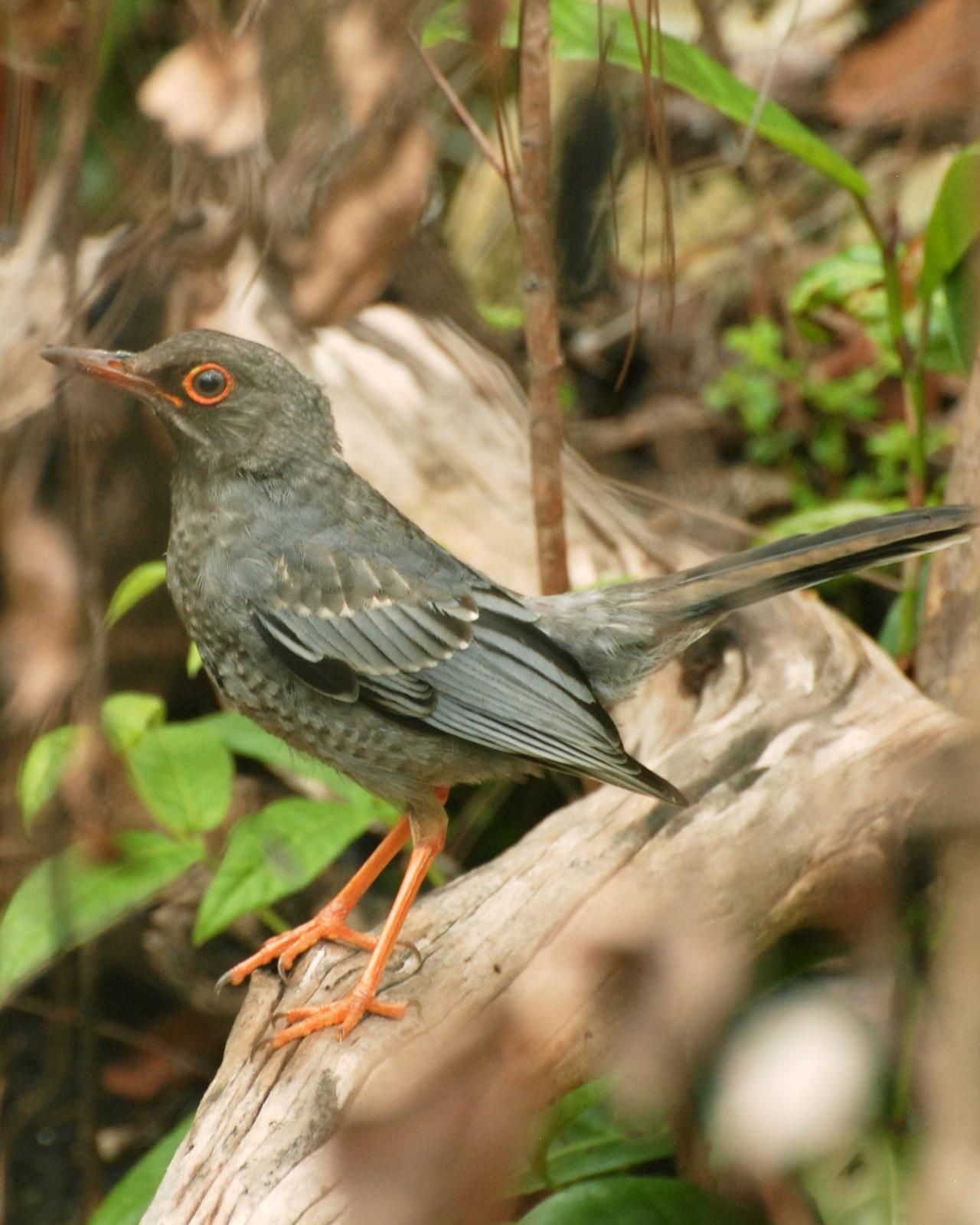 Red-legged Thrush Photo by David Hollie