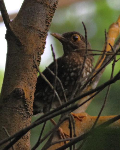 Forest Thrush Photo by Stephen Daly