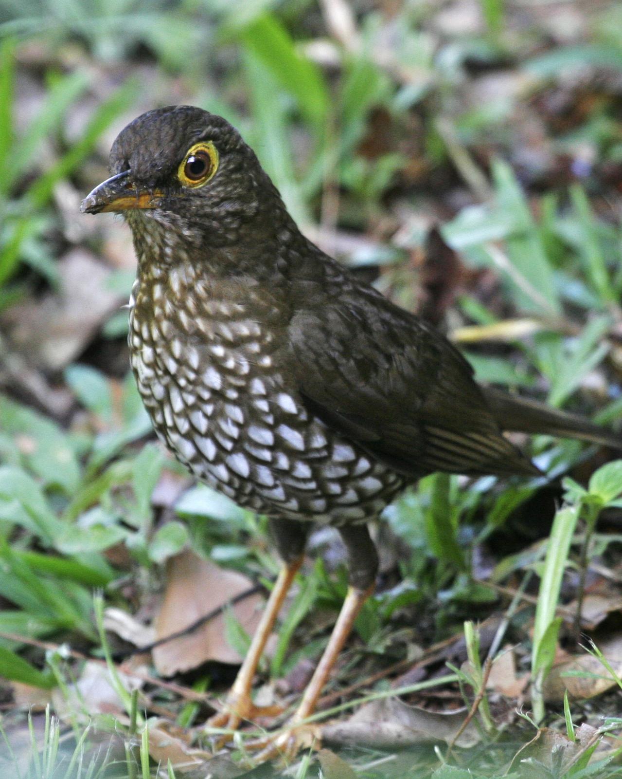 Forest Thrush Photo by Anthony Levesque