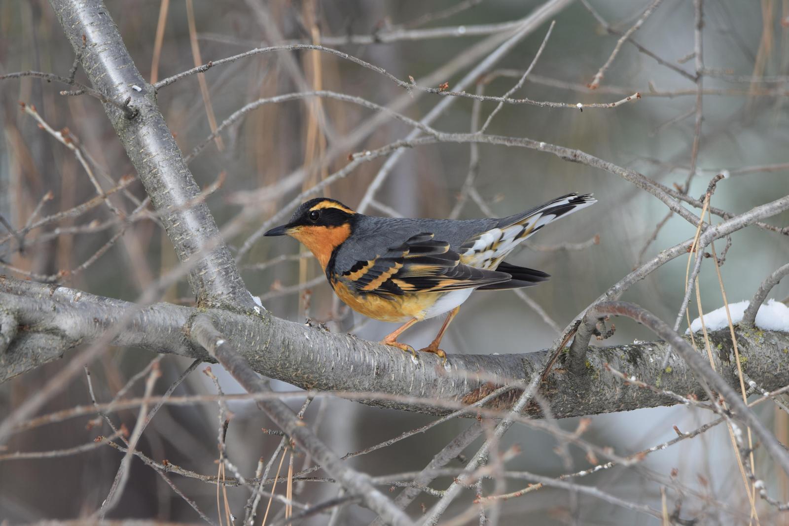 Varied Thrush Photo by Mary Wilber