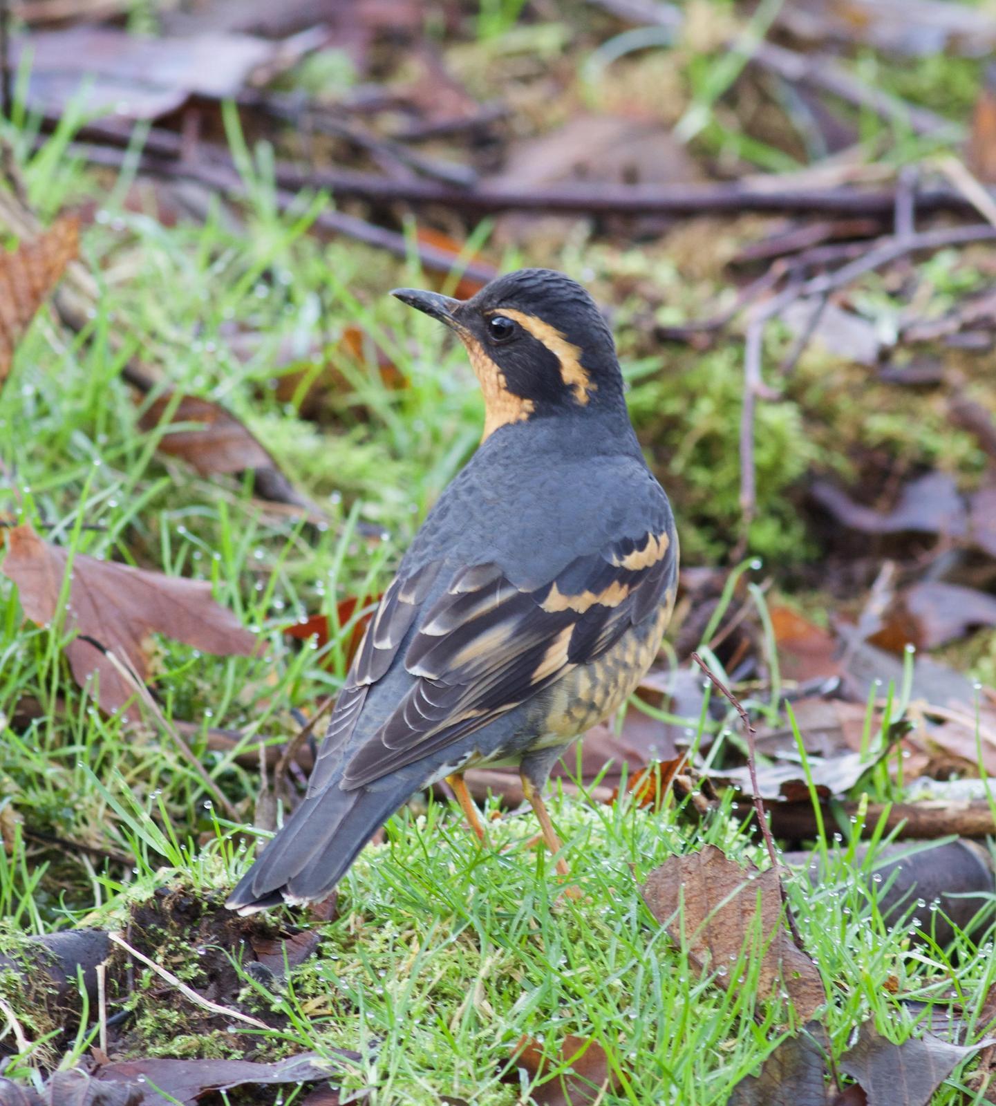Varied Thrush Photo by Kathryn Keith