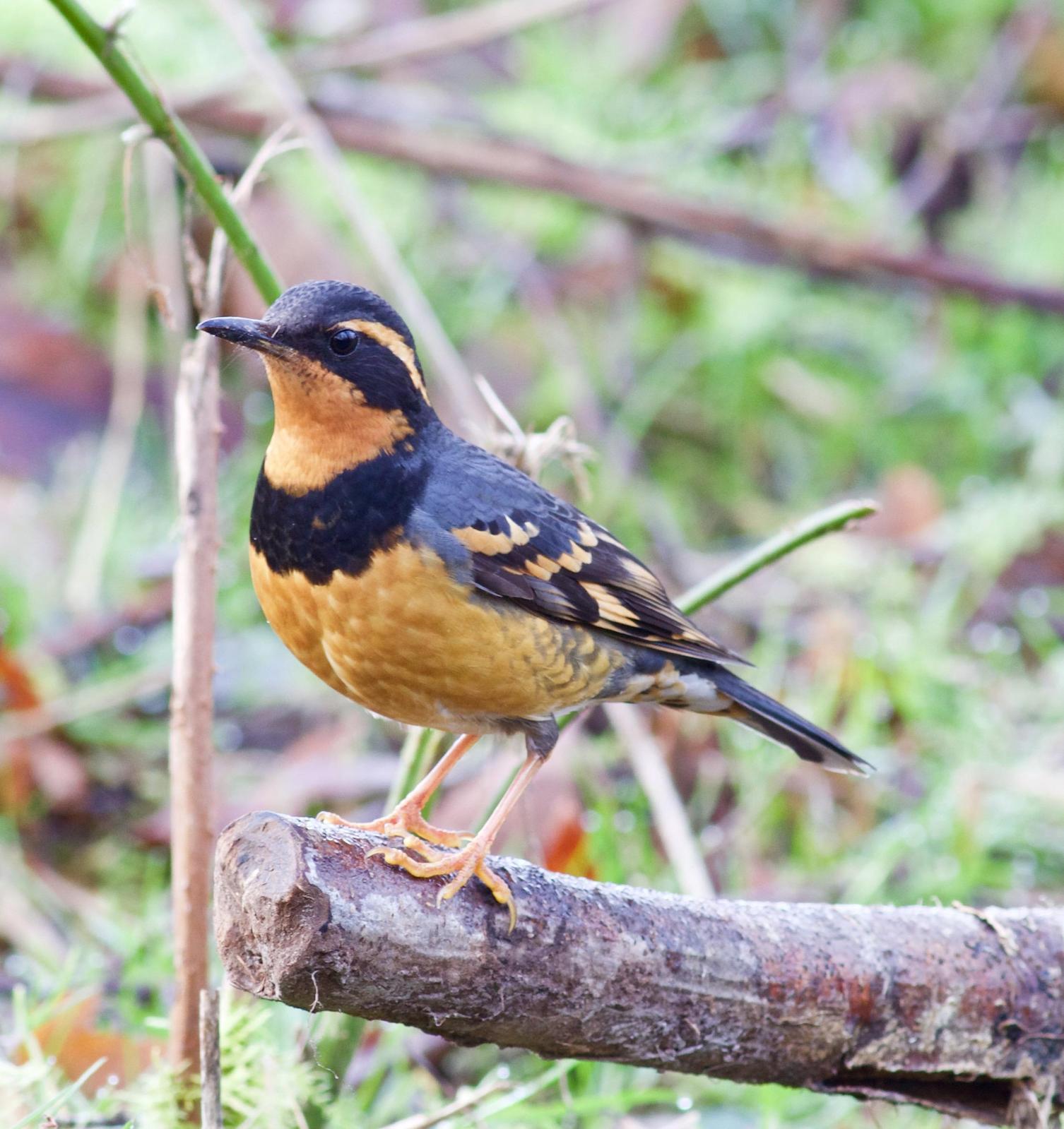 Varied Thrush Photo by Kathryn Keith