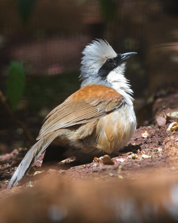 White-crested Laughingthrush Photo by Mat Gilfedder