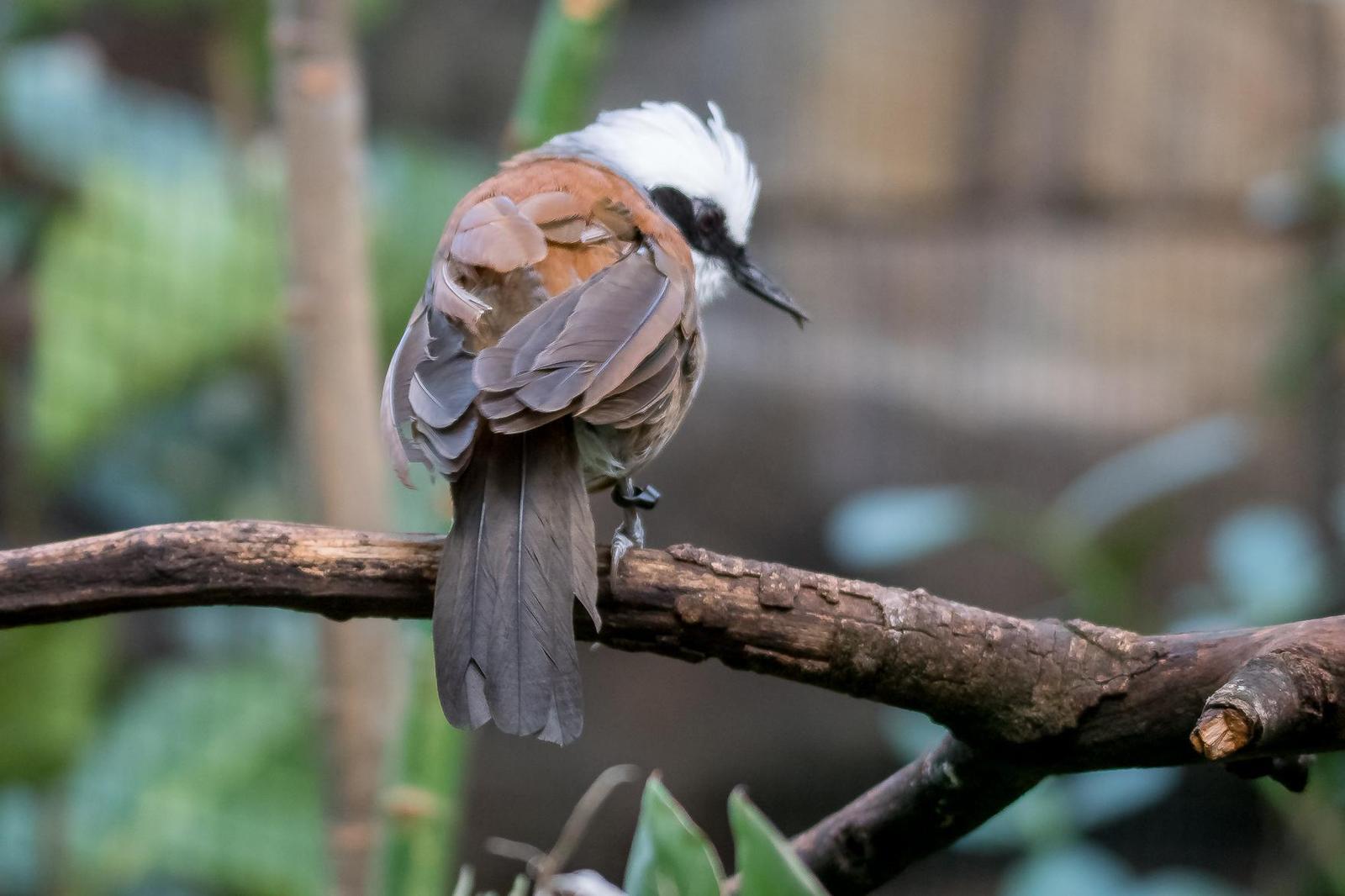 White-crested Laughingthrush Photo by Gerald Hoekstra