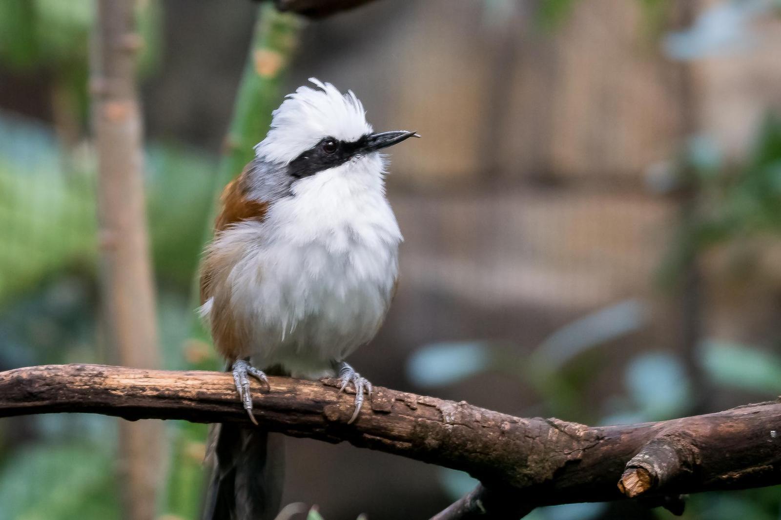 White-crested Laughingthrush Photo by Gerald Hoekstra