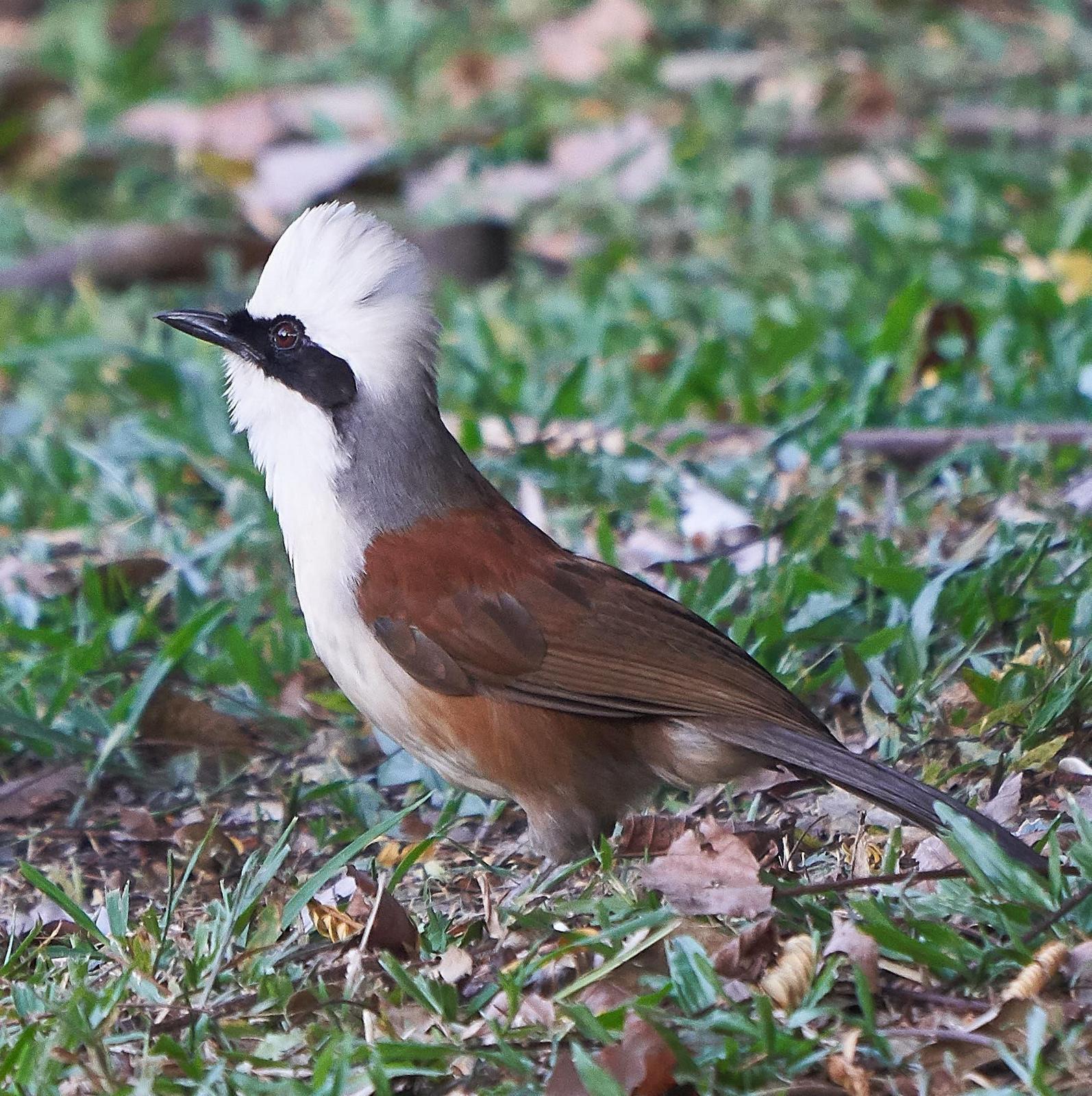 White-crested Laughingthrush Photo by Steven Cheong