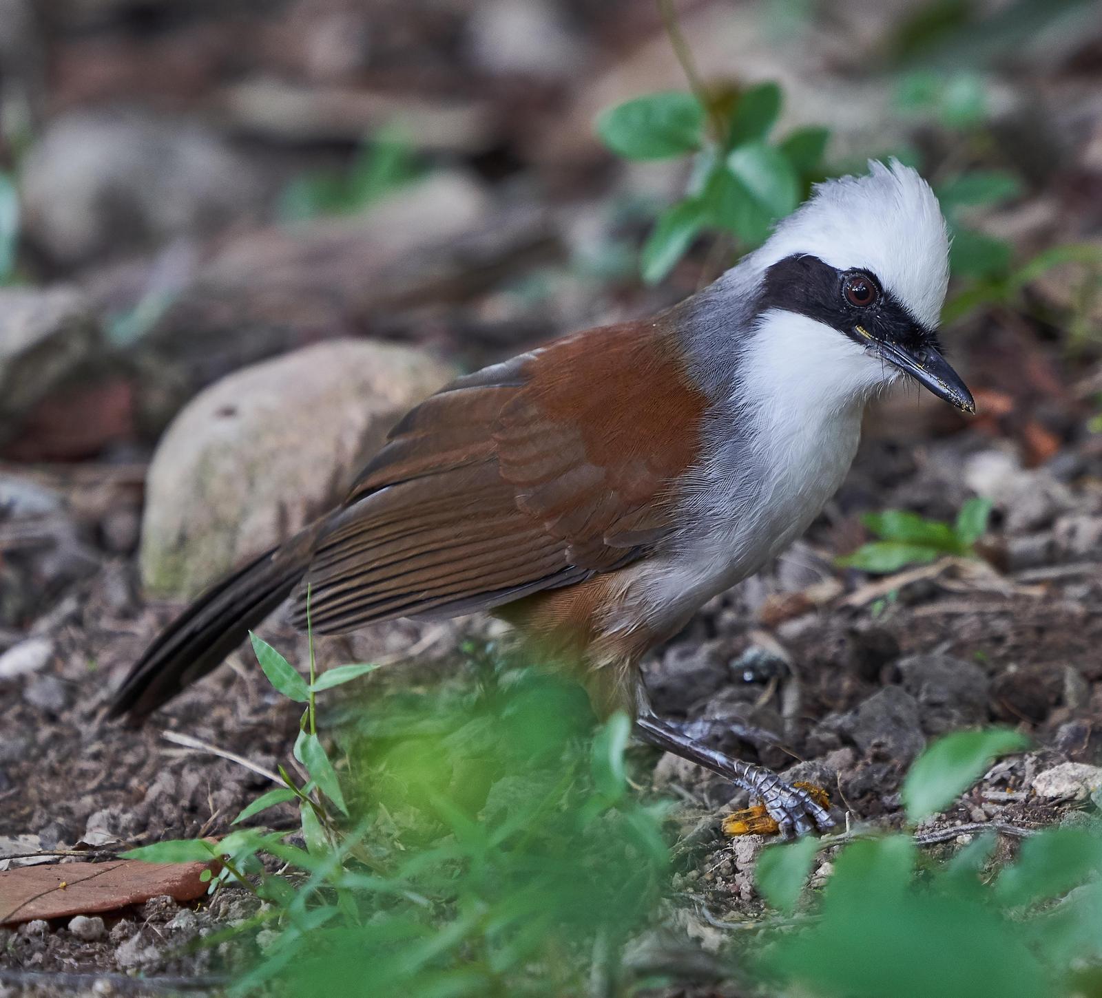 White-crested Laughingthrush Photo by Steven Cheong