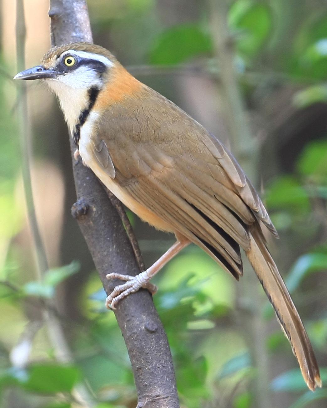 Lesser Necklaced Laughingthrush Photo by Monte Taylor