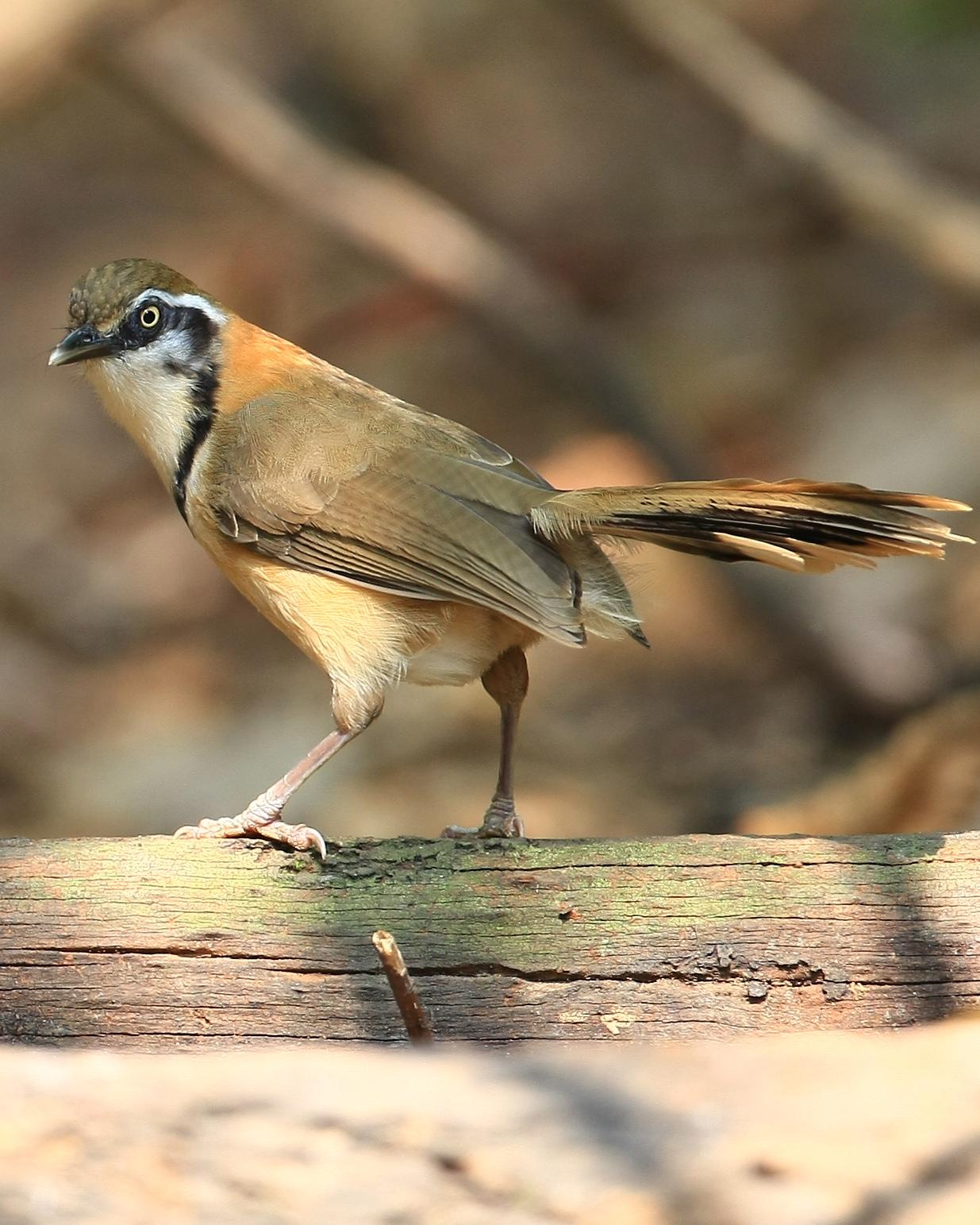 Lesser Necklaced Laughingthrush Photo by Monte Taylor