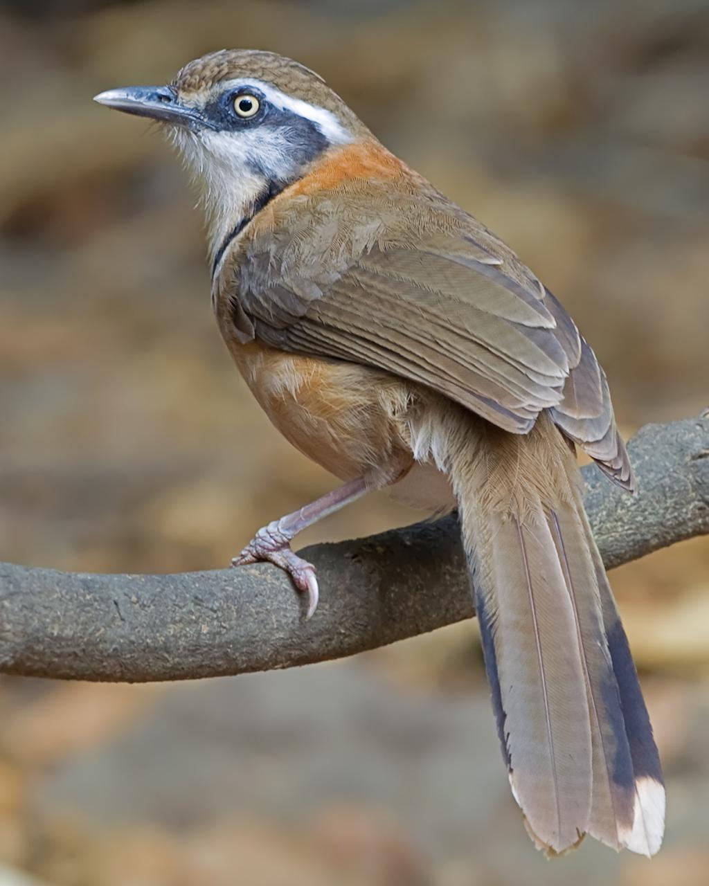 Lesser Necklaced Laughingthrush Photo by Alex Vargas