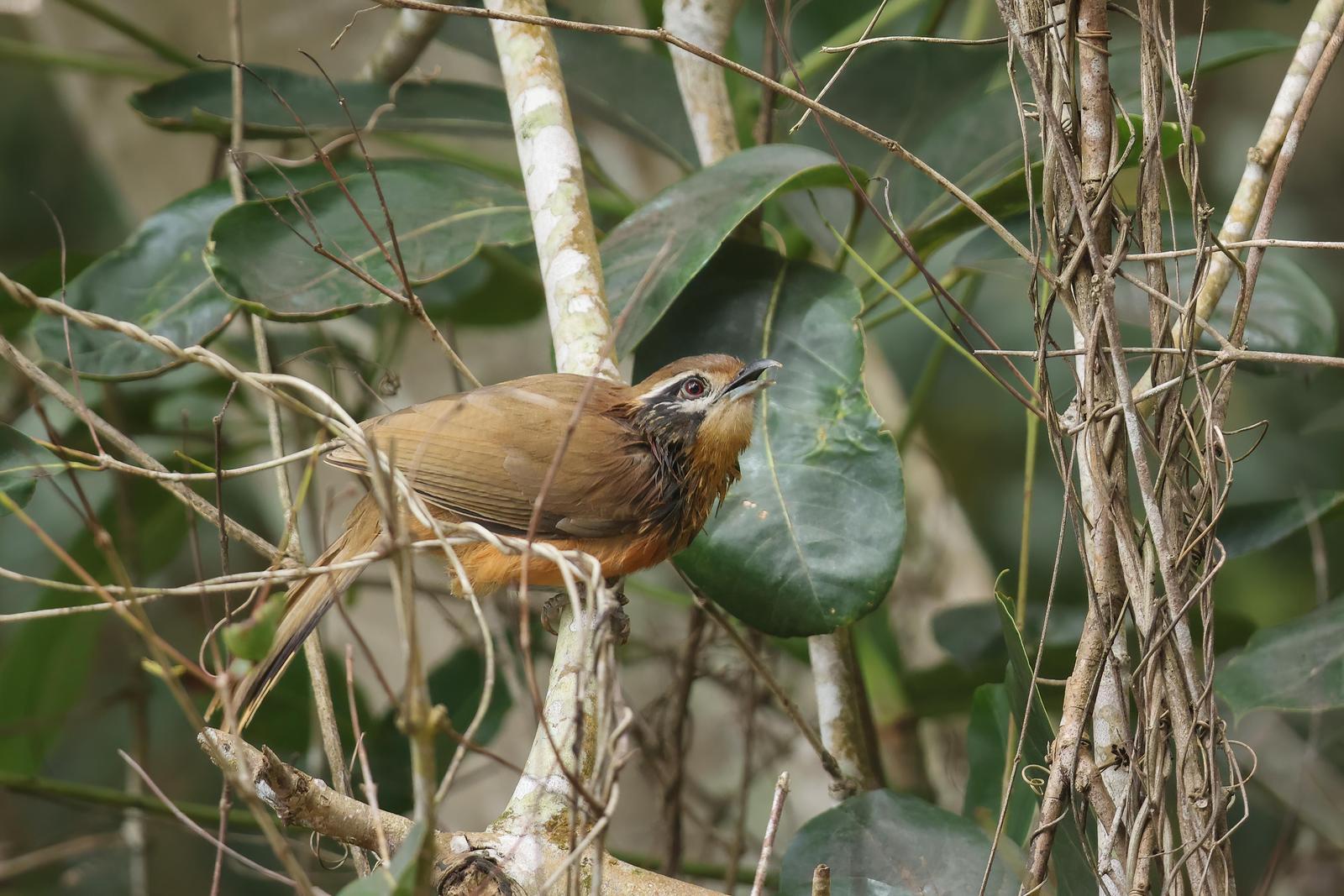 Greater Necklaced Laughingthrush Photo by Tom Ford-Hutchinson