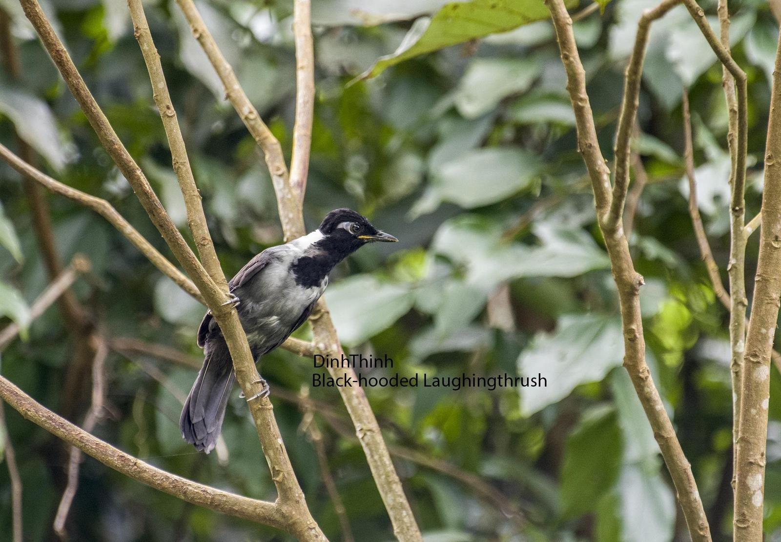 Black-hooded Laughingthrush Photo by Dinh Thinh