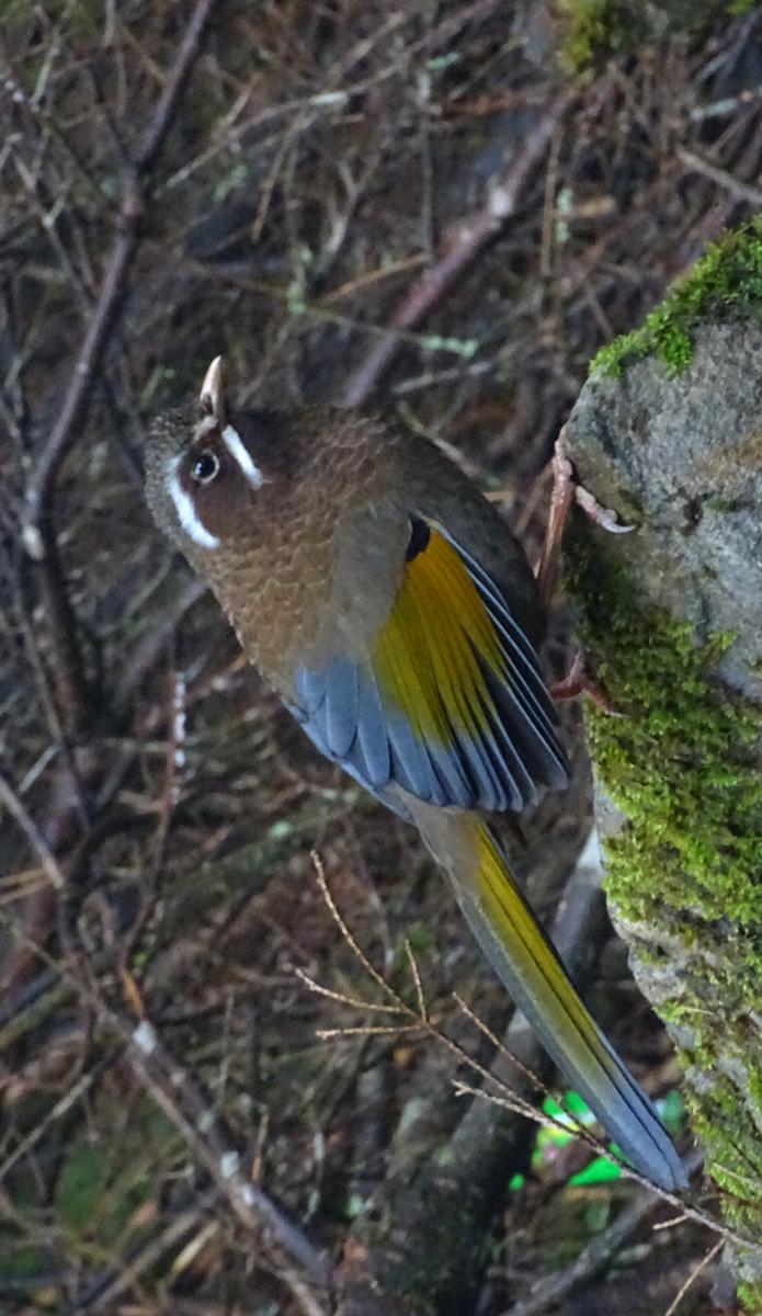 White-whiskered Laughingthrush Photo by Robert Behrstock