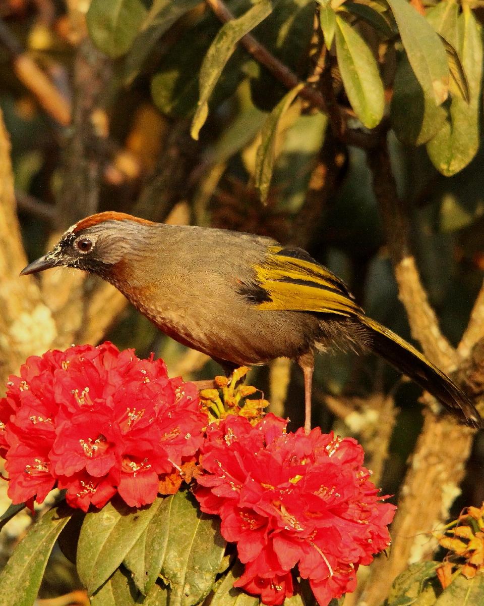 Chestnut-crowned Laughingthrush Photo by Chris Lansdell