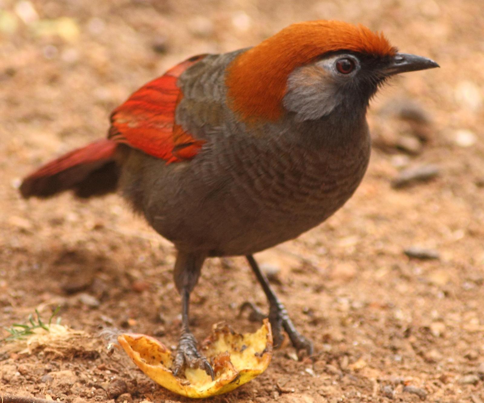 Red-tailed Laughingthrush Photo by Lee Harding