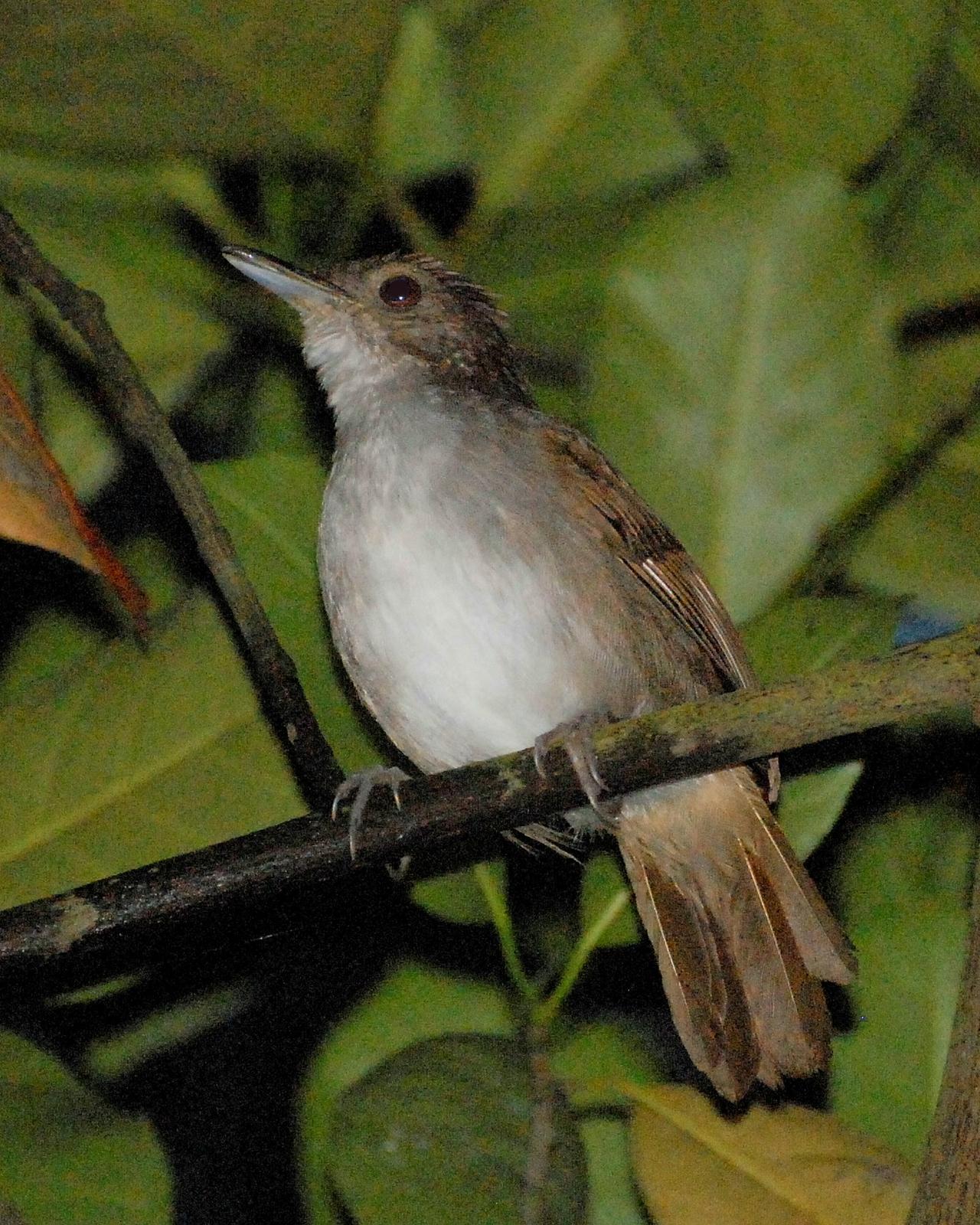 Sulawesi Babbler Photo by David Hollie