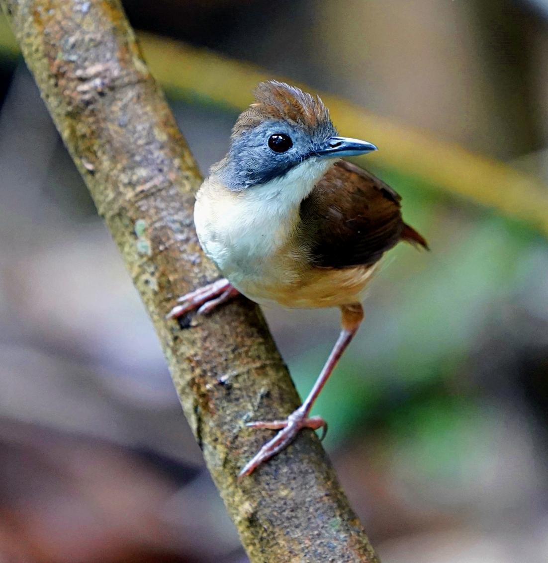 Short-tailed Babbler Photo by Steven Cheong