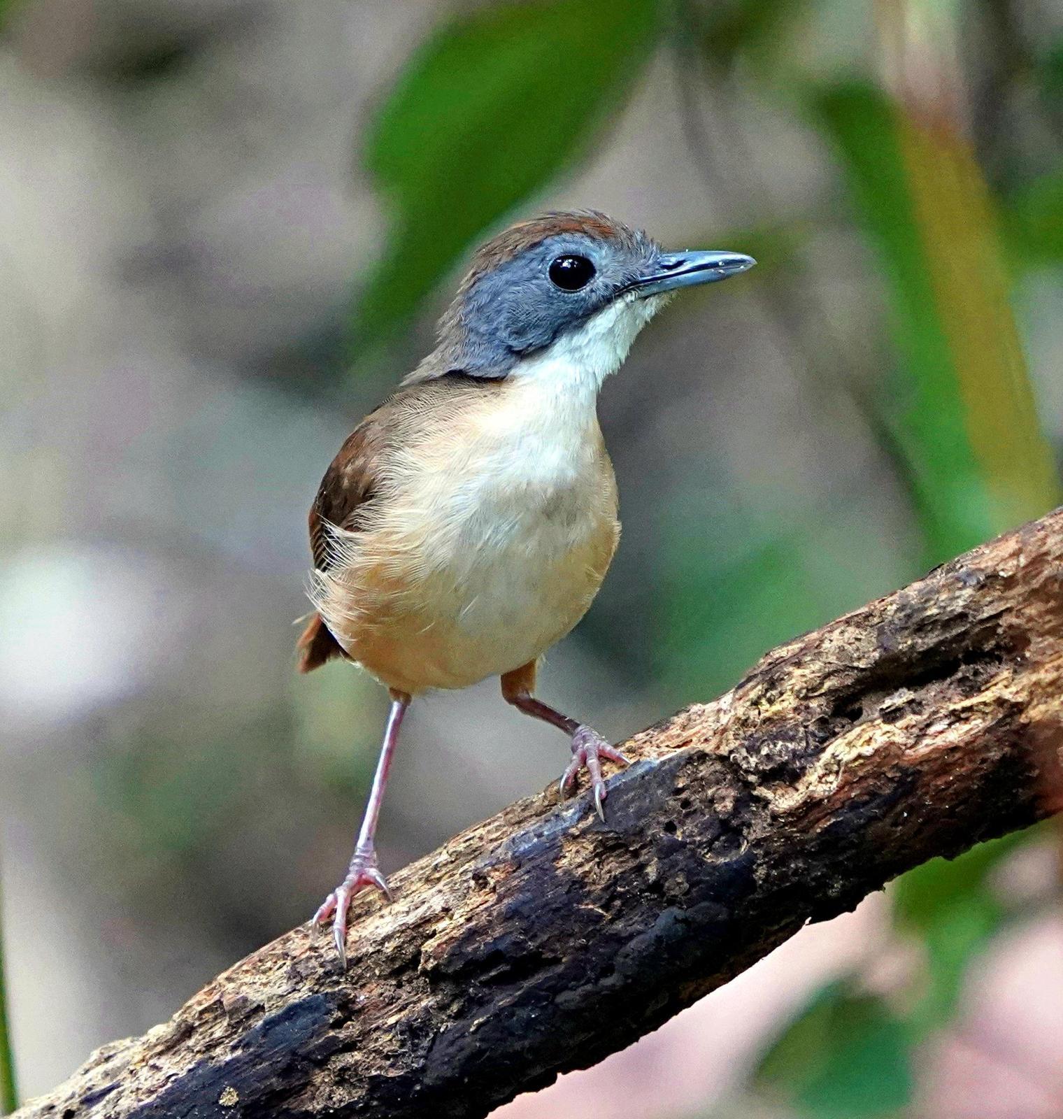 Short-tailed Babbler Photo by Steven Cheong