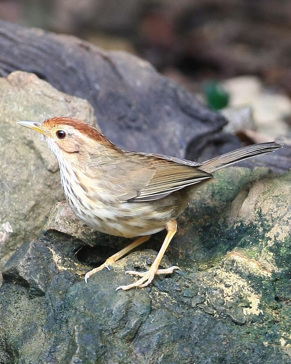Puff-throated Babbler Photo by Monte Taylor