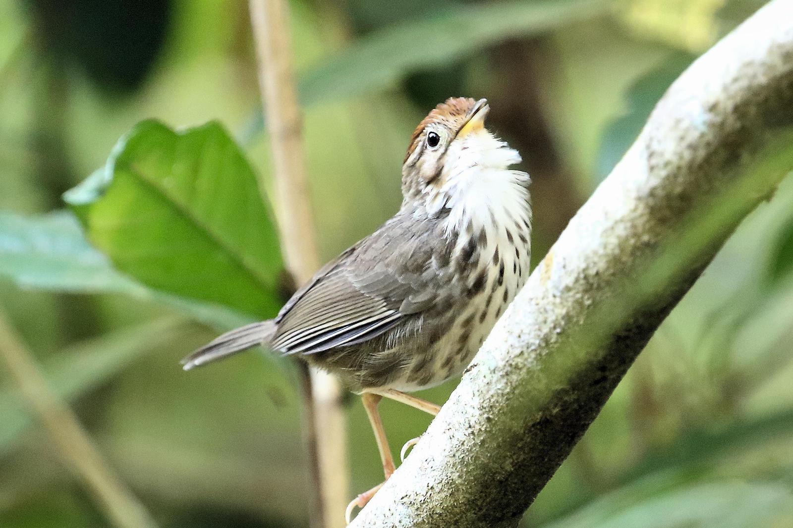 Puff-throated Babbler Photo by Stan Lilley