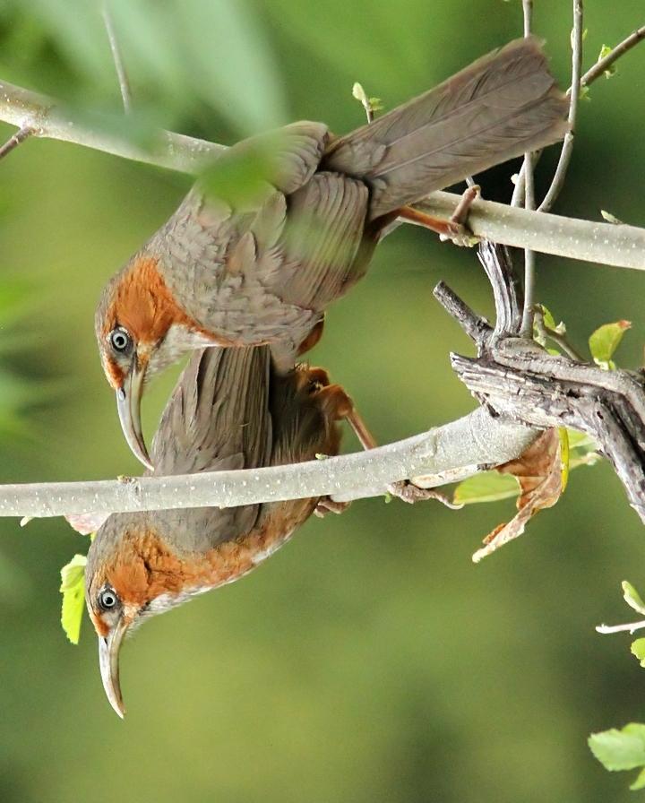 Rusty-cheeked Scimitar-Babbler Photo by Garima Bhatia