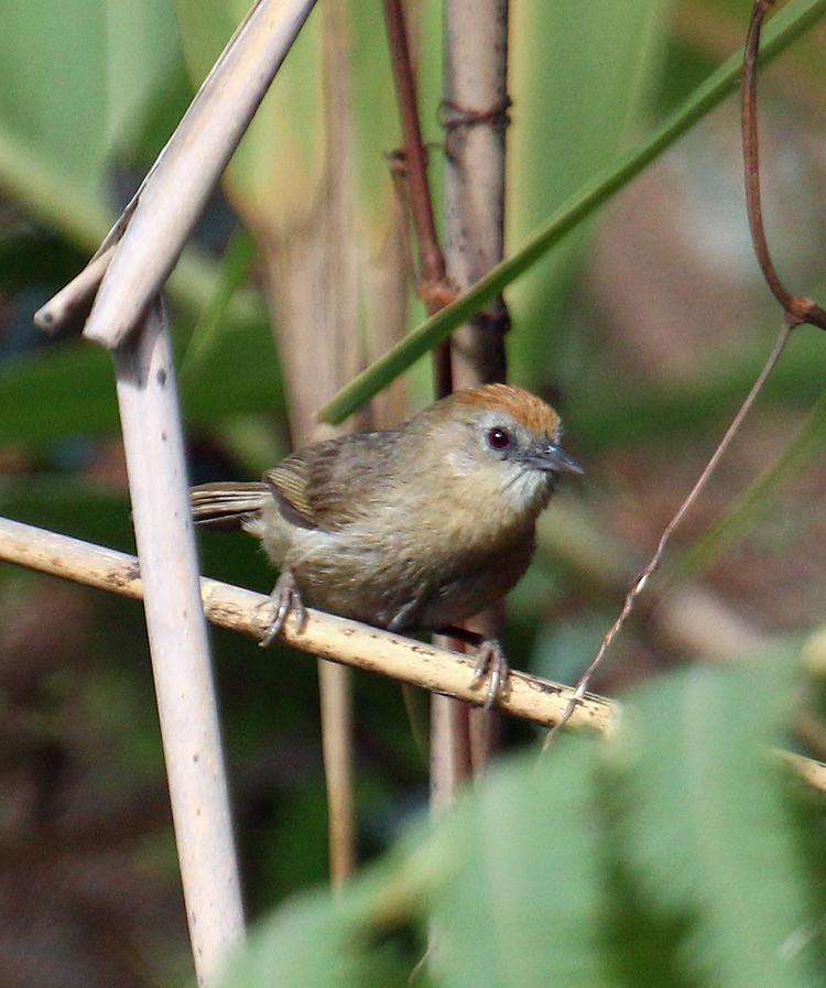 Buff-chested Babbler Photo by Martin Reid